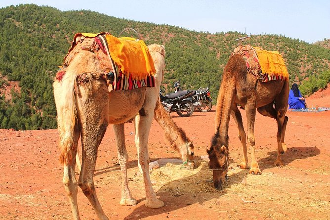 Full-Day Trip Berber Culture Experience & Atlas Mountains - Scenic Atlas Mountains Exploration