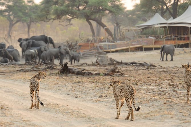 Full-Day Trip to Hwange National Park With Hotel Pickup