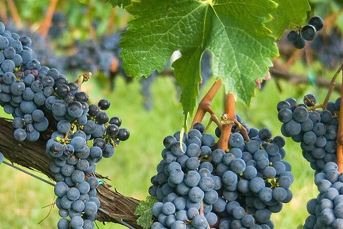 Full-Day Val Dorcia and Brunello Wine Tour