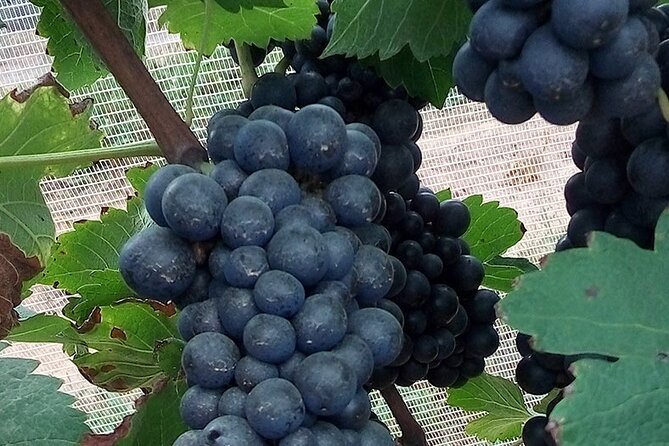 Full-Day Winery Tour From Rio