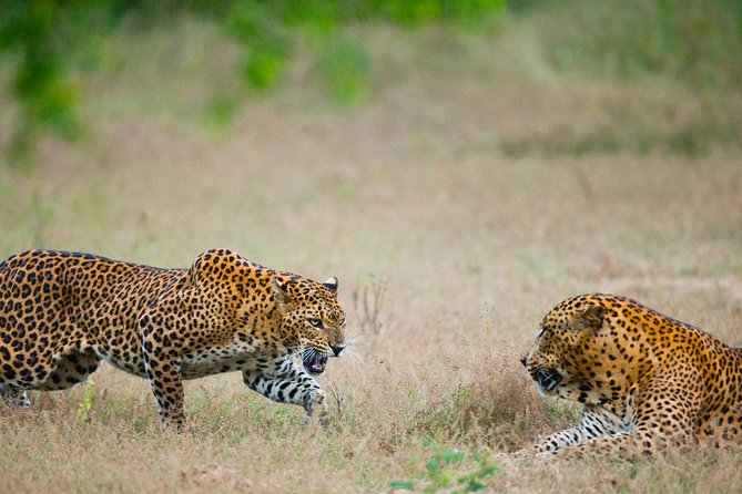 Full Day Yala Safari With Picnic Lunch From Hambantota Harbour