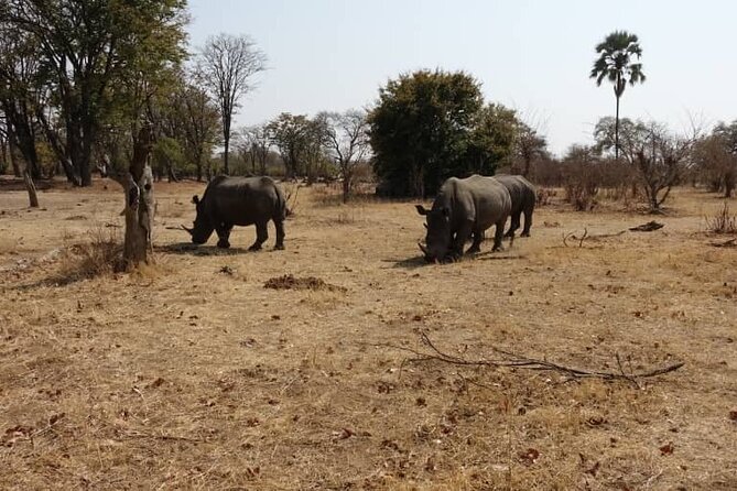 Game Drive and Ｗhite Rhino Walking Safari in Livingstone Zambia
