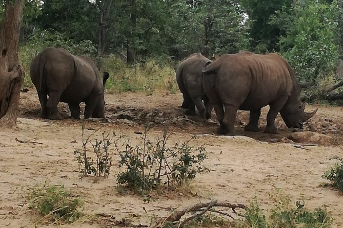 Game Drive and Rhino Walk