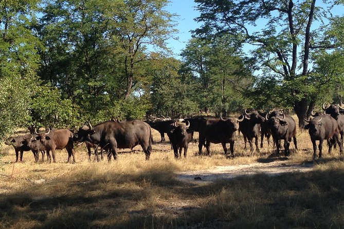 Game Drive and Rhino Walk Tour in Livingstone - Tour Overview