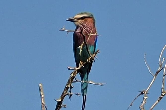 Game Drive Experience in Kruger National Park
