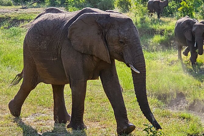 Game Drive in Zambezi National Park, Victoria Falls
