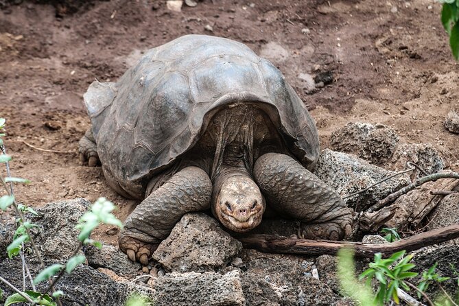 Giant Tortoises Private Tour of Galapagos Frontier Reserve - Overview of the Tour