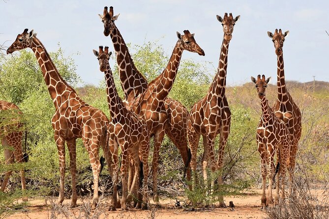 Giraffe Center Tour and Kibera Slums Guided Walking Tour - Tour Overview