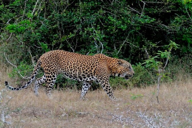 GO WILD! Double Safari Day Trip (Yala & Udawalawe) - Private & All Inclusive - Reviews and Ratings