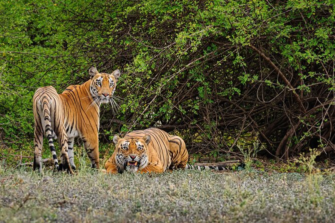 3 Best Safari Tours In Goa