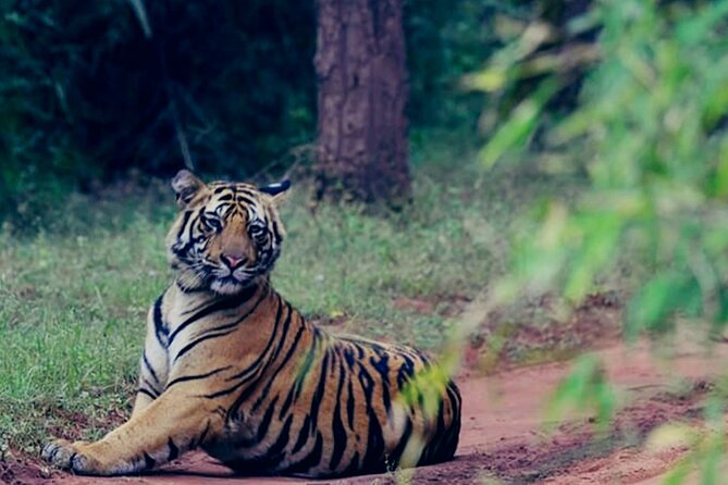 Golden Triangle Tour From Delhi With Tiger Safari in Ranthambore - Accommodation Details