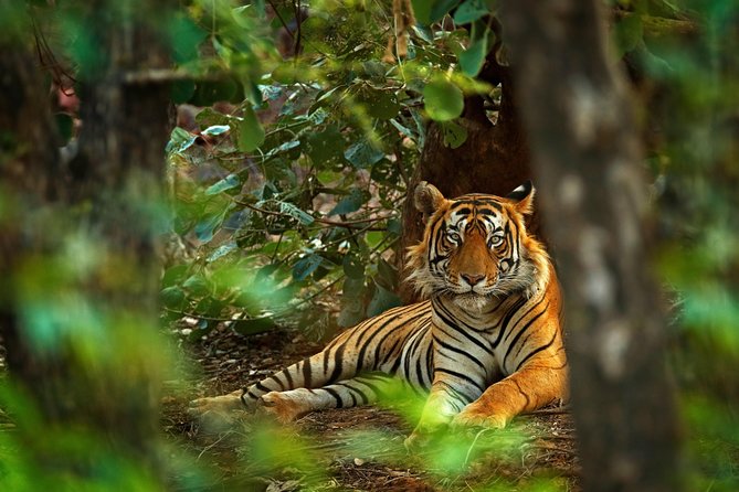 Golden Triangle Tour With Ranthambore - Meeting and Pickup