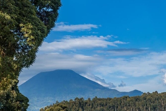Gorilla Trekking - Overview of Gorilla Trekking