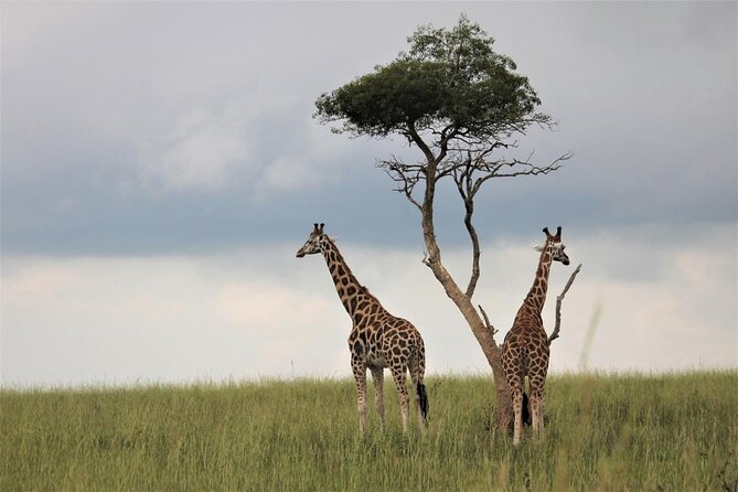 Gorillas, Chimpanzees and Wildlife Private Tour in 12 Days - Itinerary Overview