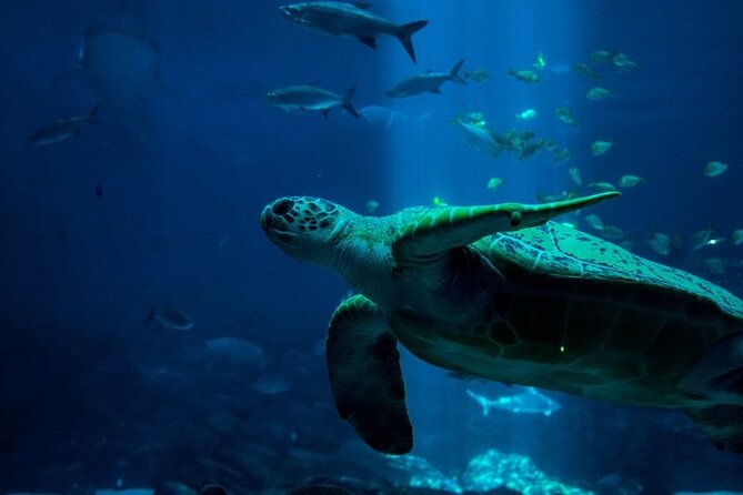 Grand Aquarium Discovery With Transfer From Hurghada - Transfer Details