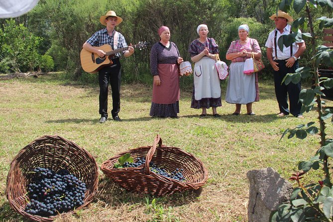 Grape Harvest and Pressing in Bento Gonçalves RS
