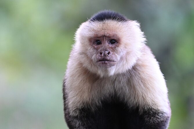 Guided Natural History Walk in Monteverde Cloud Forest