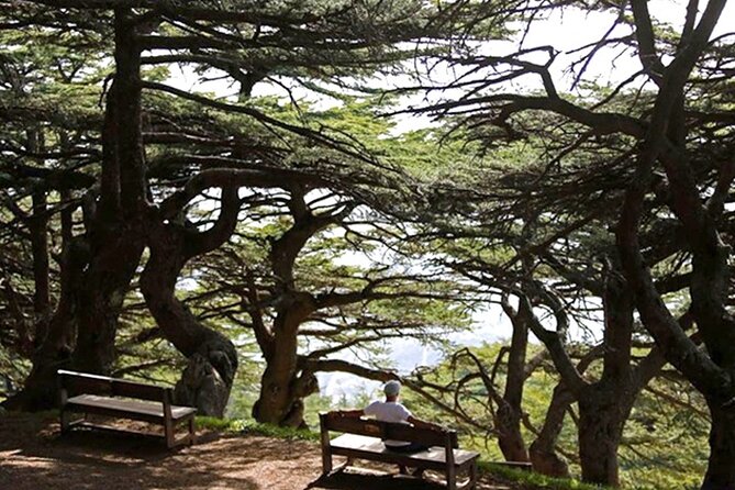 Guided Private Tour to the Cedars of God With Breakfast & Tickets - Location Details