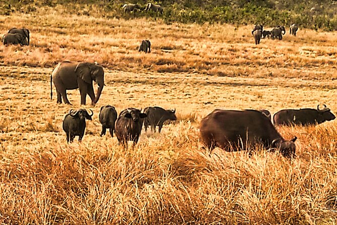 Guided Safari in National Park in Small Group
