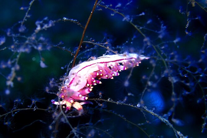 Guided Snorkeling Trips Kos Island - Trip Overview and Inclusions