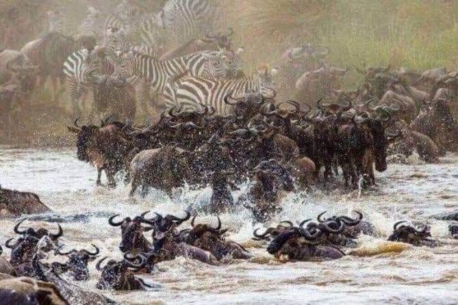 Guided Tour Masai Mara Kenya - Accommodation Details