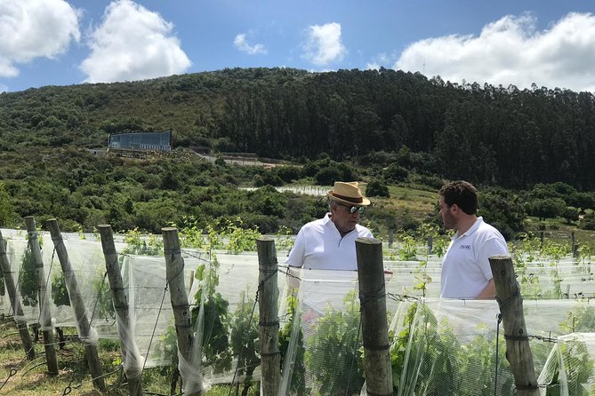 Guided Tour of Vineyards