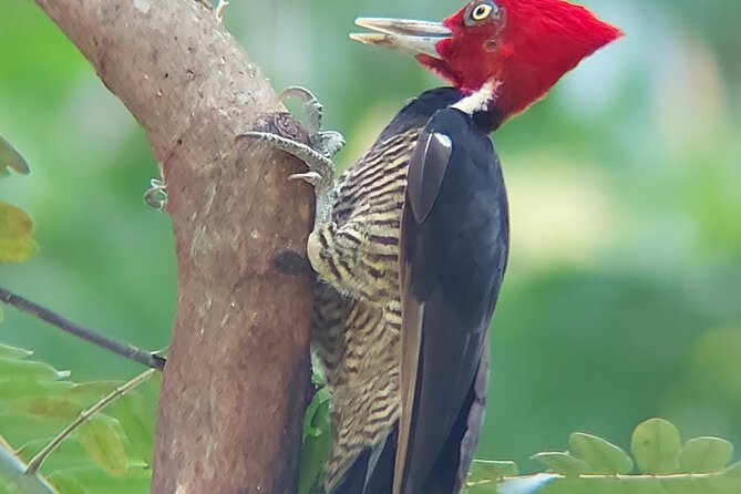 Guided Tour to Carara National Park With Admission Included