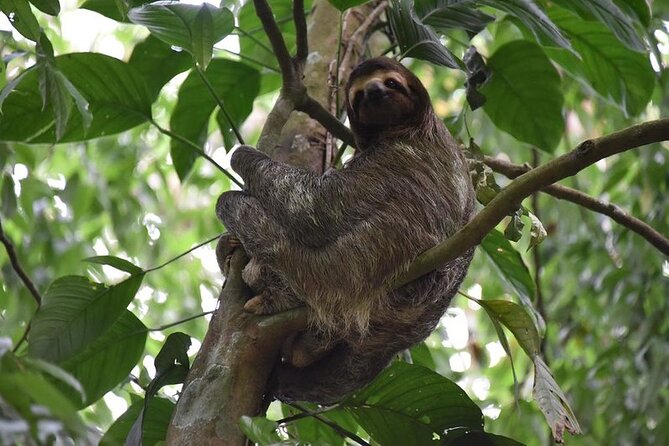 Guided Tour to the Animal Rescue Center in San José (Sloth Tour) - Tour Overview
