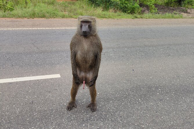 Half Day Accra Safari Private Tour - Tour Overview