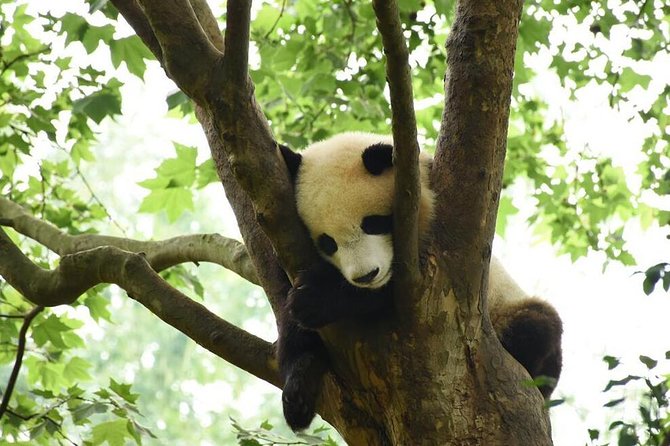 Half Day Chengdu Private Panda Tour - Pickup Information