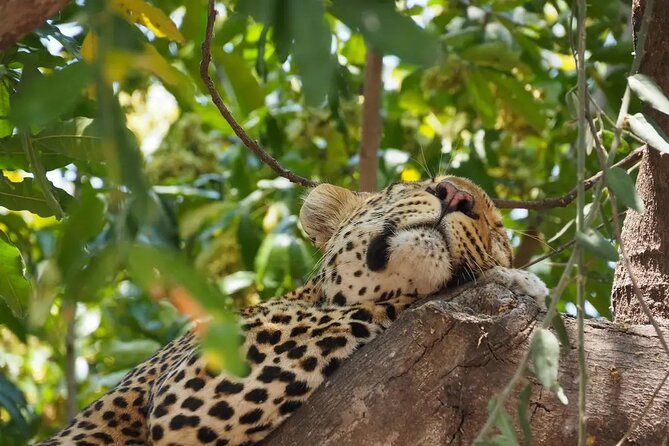 Half Day Chobe With Lunch - Botswana - Pickup Information