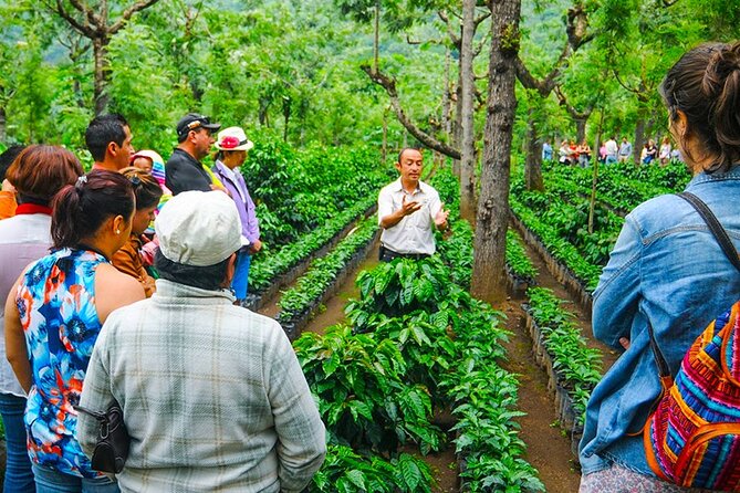 Half-Day Colombian Cafe Tours From Medellin - Inclusions and Benefits