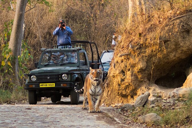 3 Best Safari Tours In Jim Corbett National Park