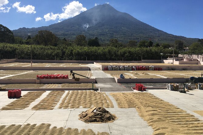 Half Day Macadamia and Coffee Tour From Quetzal Port