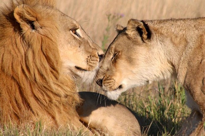 Half Day Nairobi National Park Tour From Nairobi