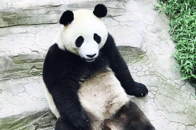 Half Day Private Chengdu Panda Center Layover Tour