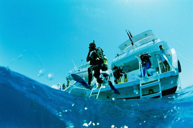 Half Day Private Tour Dolphin Watching And Snorkeling
