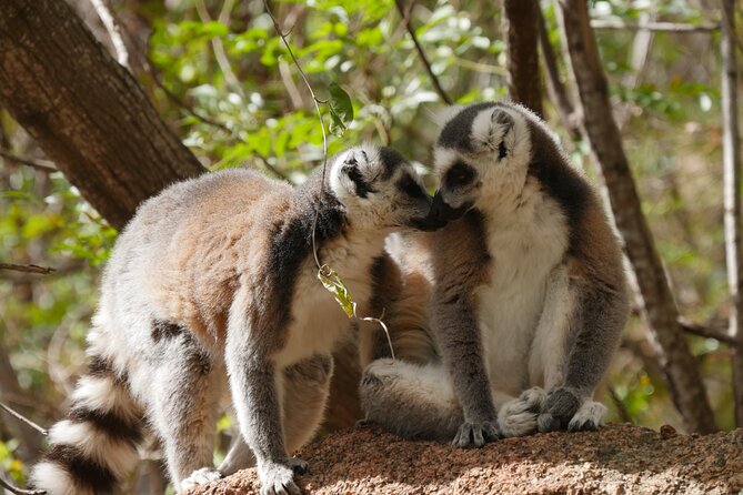 Half-Day Private Tour in Lemurs Park