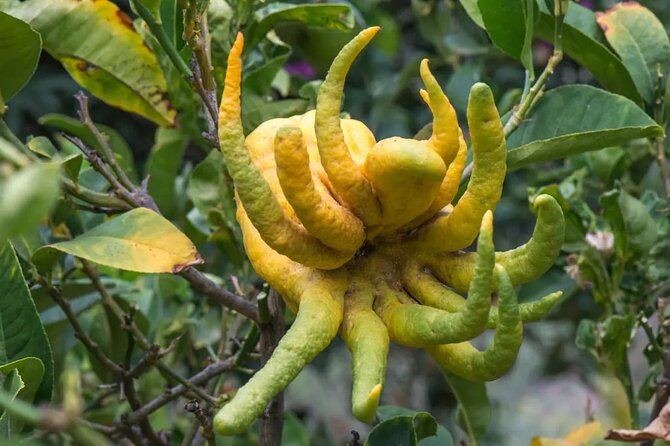 Half Day Private Tour to Botanical Garden in Chania