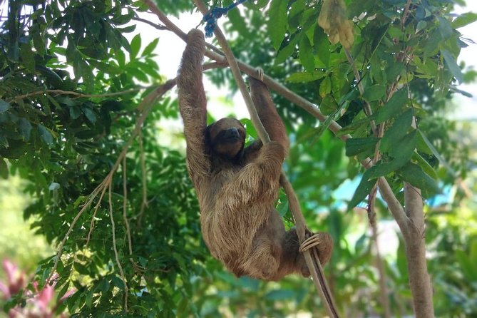 Half Day Roatan Sightseeing and Jungle Island Tour