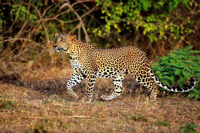 Half Day Safari at Yala National Park From Yala / Tissamaharama