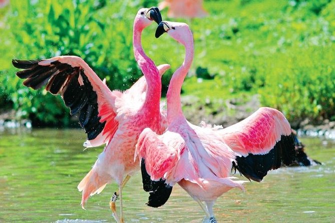 Half Day Safari in Bundala National Park From Hambantota Harbor - Safari Highlights