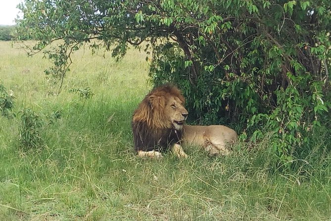 Half Day Tour to Nairobi National Park