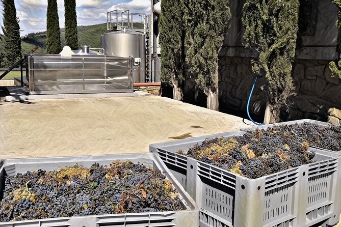 Half Day VIP Wine Tours Top Winery 5 Hours - Exclusive Wine Tastings