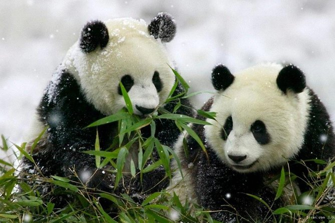 Hello, Chengdu!