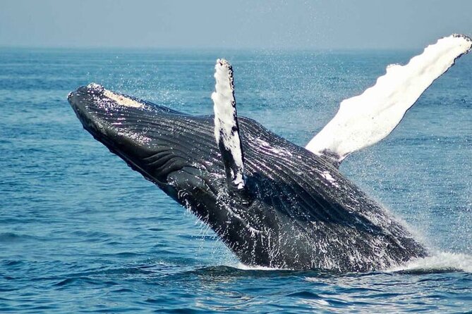 Hermanus Whale Watching and Winelands Stellenbosch Private Tours - Tour Inclusions