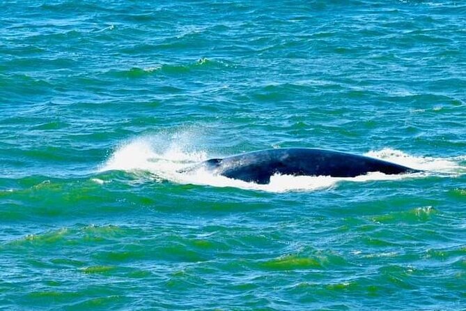 Hermanus Whale Watching, Penguins and Stellenbosch Tour - Tour Overview