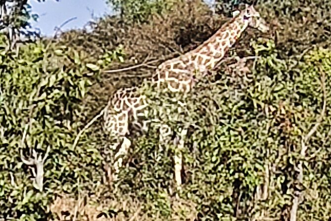 High Tea in the Savannah