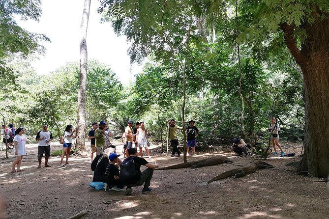 Highlights of Komodo