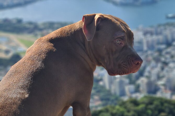 Hike Morro Dois Irmãos and Vidigal Favela - Overview of the Hike